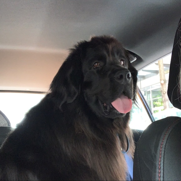 Meet your Posher, Allison - Picture 1 of 1